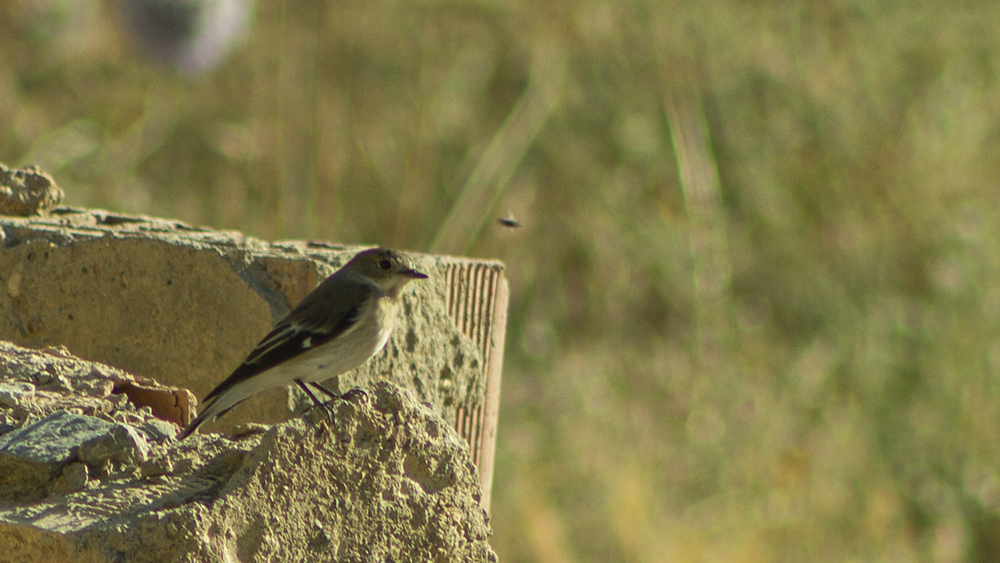 European Pied Flycatcher